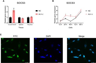 SOCS3 Promotes ALV-J Virus Replication via Inhibiting JAK2/STAT3 Phosphorylation During Infection